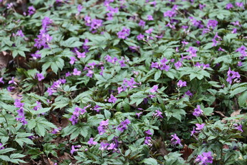 Wall Mural - small purple flowers of Cardamine Granduligera plants close up