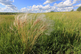 Fototapeta Krajobraz - feather grass on green meadow