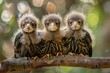 Eagle Baby group of animals hanging out on a branch, cute, smiling, adorable