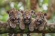 Jaguar Baby group of animals hanging out on a branch, cute, smiling, adorable
