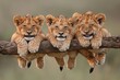 Lion Baby group of animals hanging out on a branch, cute, smiling, adorable