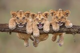Fototapeta  - Lion Baby group of animals hanging out on a branch, cute, smiling, adorable