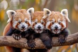 Fototapeta  - Red Panda Baby group of animals hanging out on a branch, cute, smiling, adorable