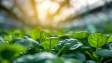 Spinach Growing In A Greenhouse With Sunlight Rays