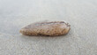 Sea cucumber on sand beach, side view close up