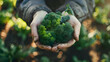 Gardener's hands holding broccoli, organic product from farm