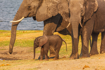 Wall Mural - african elephant (loxodonta africana) close up of a calf in the safe environment of the mother and a