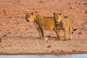 Wall Mural - young male lion (panthera leo) and a lioness standing at a well in etosha national park, namibia