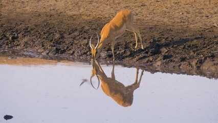 Wall Mural - impala (aepyceros melampus) drinking from a well in etosha national park, namibia
