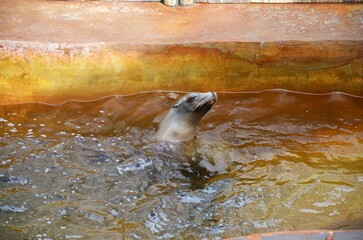 Wall Mural - Cute Fur seal in park , Tenerife, Spain