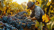 Grapes Harvest Farmers Working in Vineyard Background Template for Business Presentation 16:9