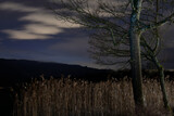 Fototapeta Lawenda - Noc nad jeziorem. zarysy drzew i trzcin. Jasne chmury na czarnym niebie. Nikłe światło po zmroku. Ciemne kształty konarów. Magia.