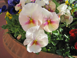 Sticker - white and pink viola flowers