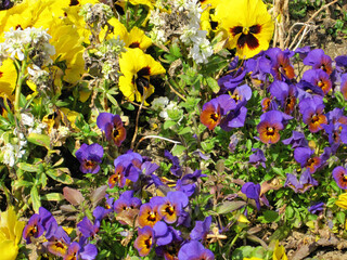 Wall Mural - Yellow and purple pansies and purple and orange violet flowers