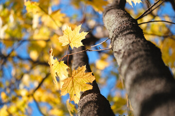 Aufkleber - Autumn maple leaves close up on a tree in a park with blurry blue sky background, autumn season concept background