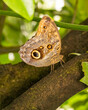 Common banana butterfly