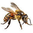 Westliche Honigbiene (Apis mellifera), freigestellt vor transparentem Hintergrund, Generative AI