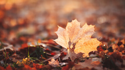 Aufkleber - Autumn season background with a single maple leaf close-up in the foreground and a blurred autumn background in the park, autumn concept background website design, template  web banner