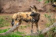 Painted African wild dogs