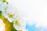 Fototapeta Kwiaty - Blurred. Spring. Blossoming branch apple. nature