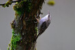 Gartenbaumläufer // Short-toed treecreeper (Certhia brachydactyla)