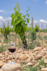 Canvas Print - Typical vineyard with stones near Chateauneuf-du-Pape, Cotes du Rhone, France