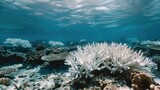 Fototapeta Do akwarium - Coral bleaching in a tropical reef
