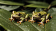 Green tree frogs sitting on rain soaked leaf in the midst of a lush tropical rainforest