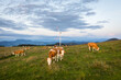 © Photofex - Cows grazing on a mountain pasture in Austria beside a wind power plant mill