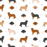 Fototapeta Pokój dzieciecy - Hovawart dog seamless pattern. Different poses, coat colors set