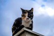 Beautiful neutered tricolor stray alley cat with sky background, close-up, isolated.