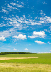 Wall Mural - Green spring field and blue sky with clouds.