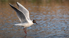 An Adult Black-headed Gull (Larus Ridibundus) In Summer Plumage Lands On The Water Surface