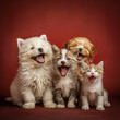 Puppies and kittens posing joyfully in a studio setting, vibrant and lively atmosphere, pure happiness captured