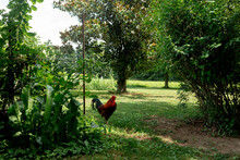 Lone Rooster