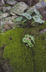 Sticker - green moss on a rock, Sardinia, Italy