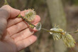 Weidenkätzchen blühen am Baumzweig in der Natur