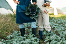 Gardeners Posing In Cabbage Field
