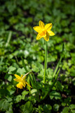 Fototapeta Tulipany - Yellow Daffodil
