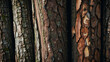 tree trunk old wood texture