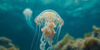 White jellyfish on blue ocean