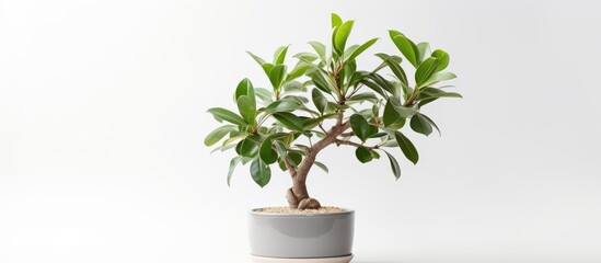 Wall Mural - A bonsai tree, a houseplant, is beautifully displayed in a flowerpot on a white background. This terrestrial plant with delicate twigs and flowers is like a piece of art in a vase