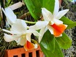 Dendrobium Formosum, weiße Orchidee im Garten