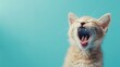 © yusufadi - Portrait cute cat expression screaming on bright blue background. AI generated image