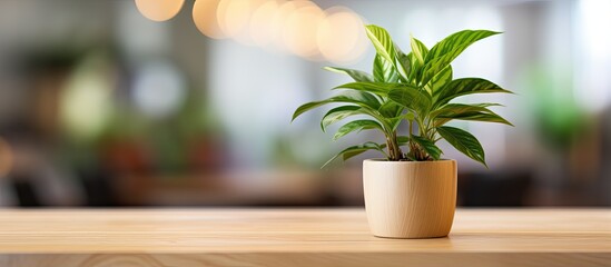 Poster - A houseplant in a flowerpot is adorning a hardwood table. The terrestrial plant brings a touch of nature to the wooden flooring