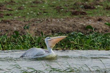 Wall Mural - Pined-backed pelican (Pelecanus rufescens)