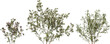 flower australian waxflower shrub hq arch viz cutout plants