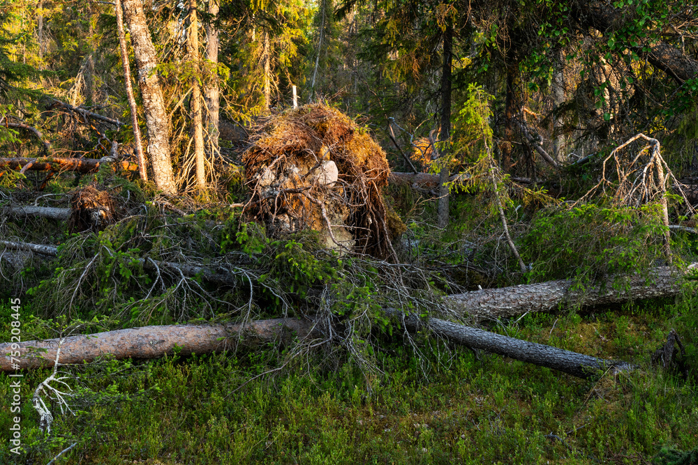 Foto stock di Fallen trees in a forest after a storm. Storm damage shot ...