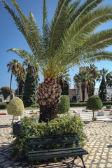 Canvas Print - Palm in Port El Kantaoui tourist complex near Sousse city, Tunisia