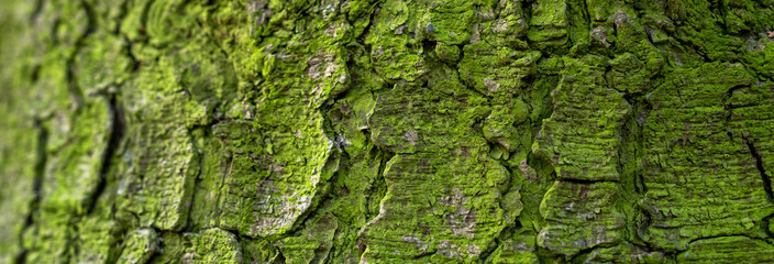 Wall Mural - Green moss on a tree trunk